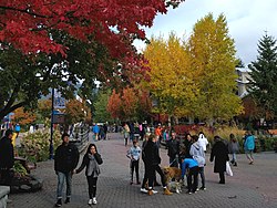 Autumn colours and plenty of dogs to pet (37560004544)